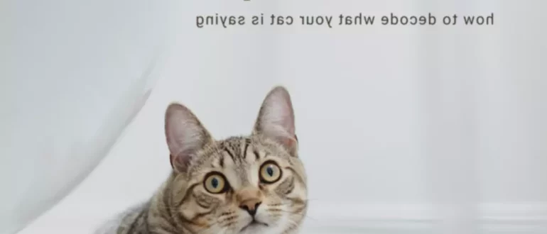 Comprendre le langage des chats : Miaou et 9 autres sons expliqués