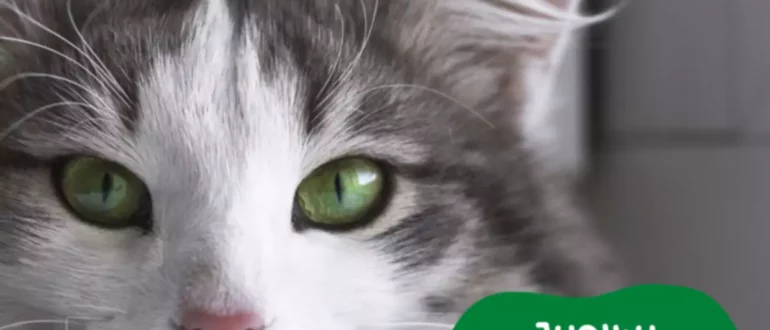 110 noms uniques pour les chats aux yeux verts