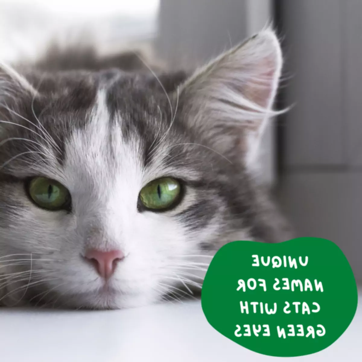 110 noms uniques pour les chats aux yeux verts