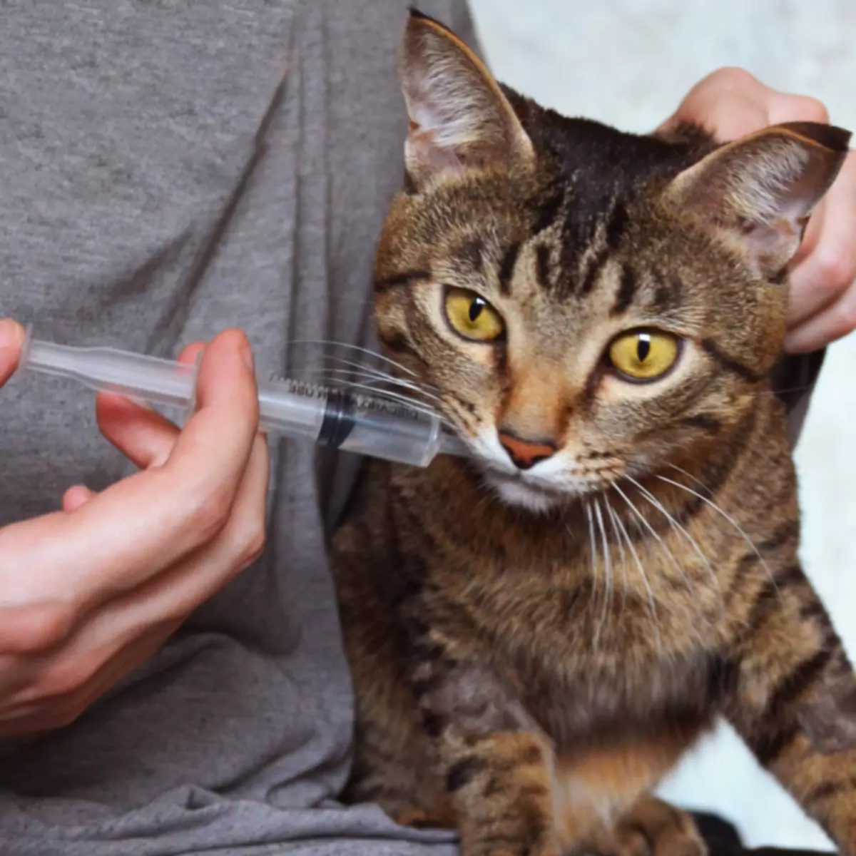 Wann und wie man eine Katze mit einer Spritze füttert