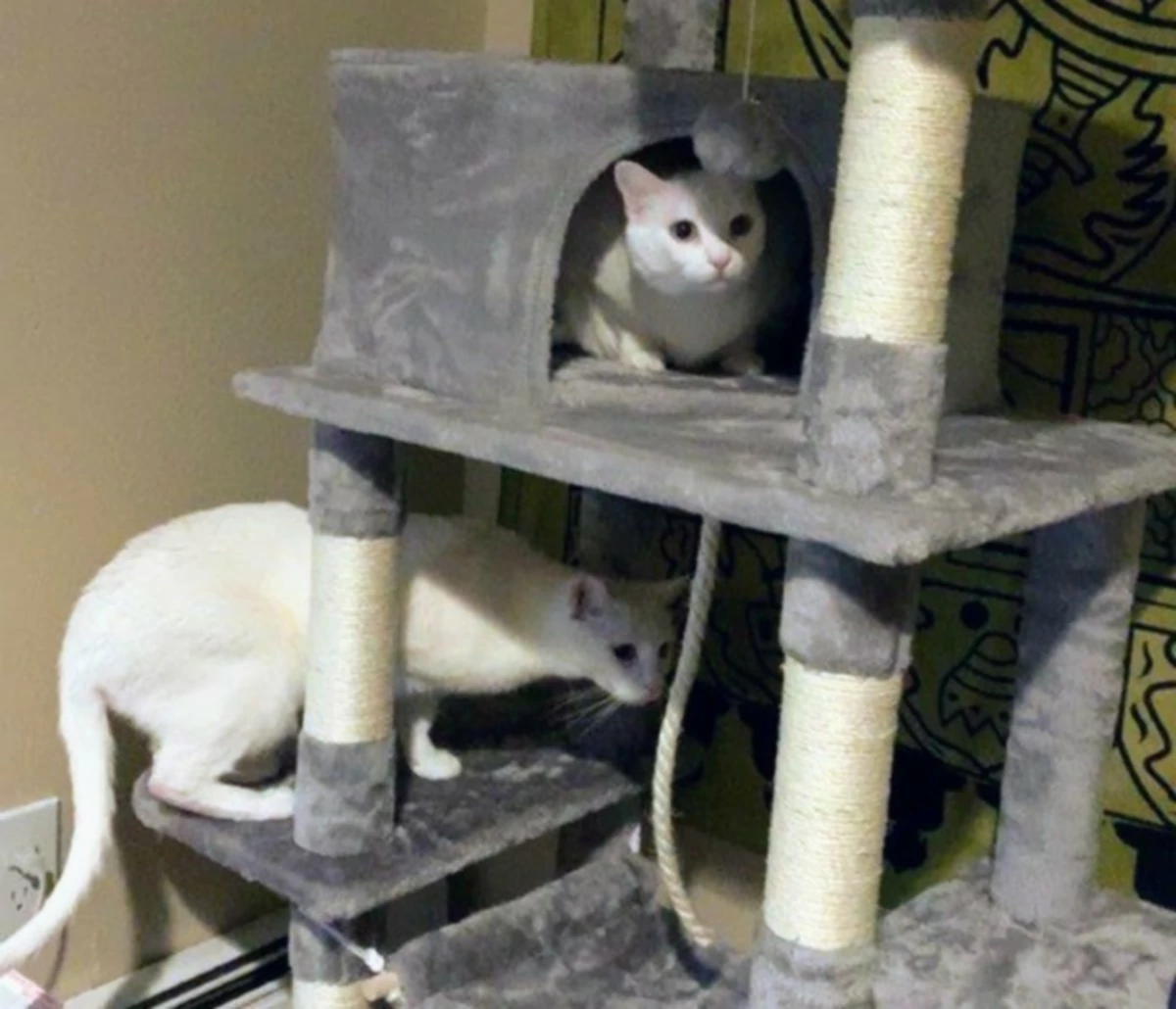 Yaheetech 59-Inch Multi-Level Cat Tree Condo Review