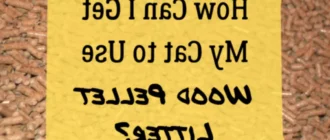 Cum să vă antrenați pisica să folosească litiera din peleți de lemn