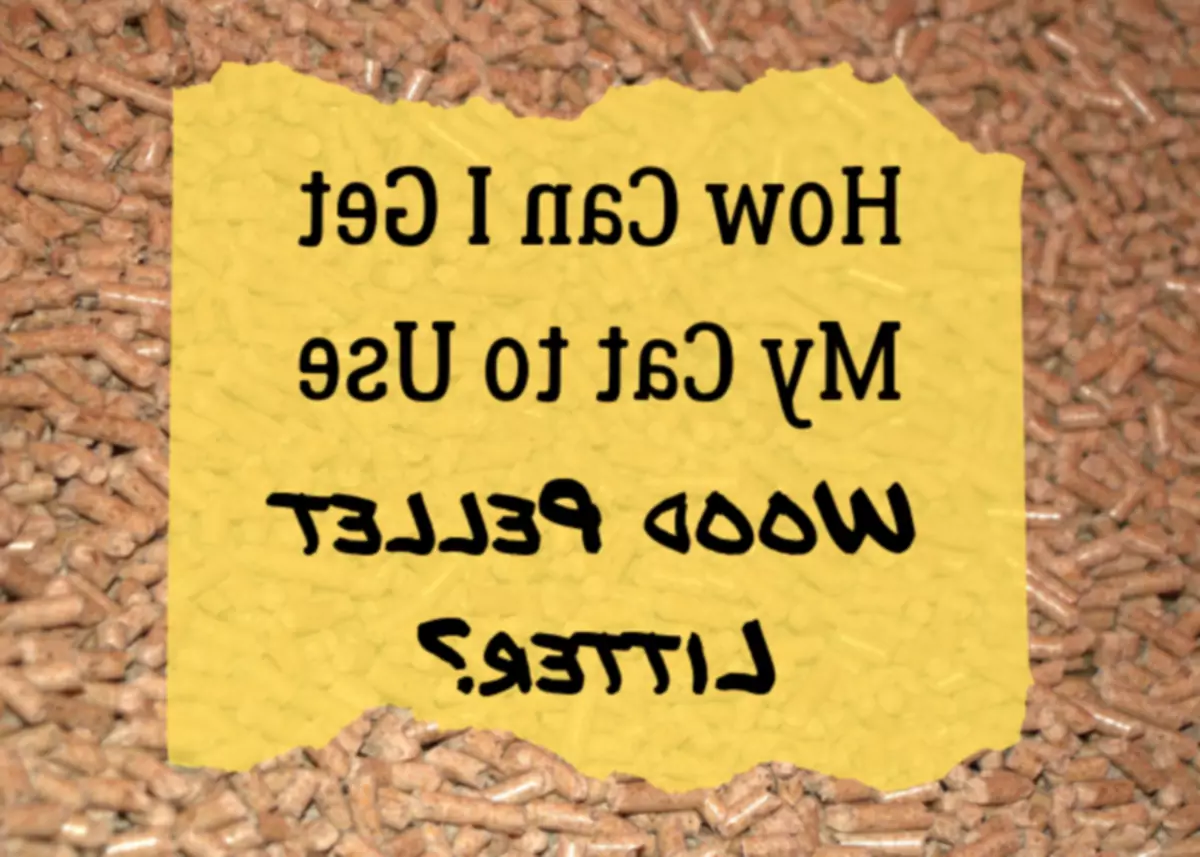 Hoe traint u uw kat om houtpelletkorrels te gebruiken?