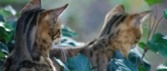 Le chat du Bengale à l'énergie débordante