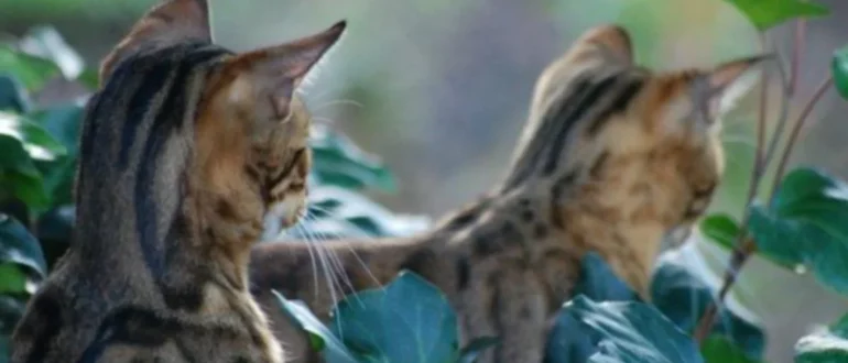 Kucing Benggala yang Sangat Energik