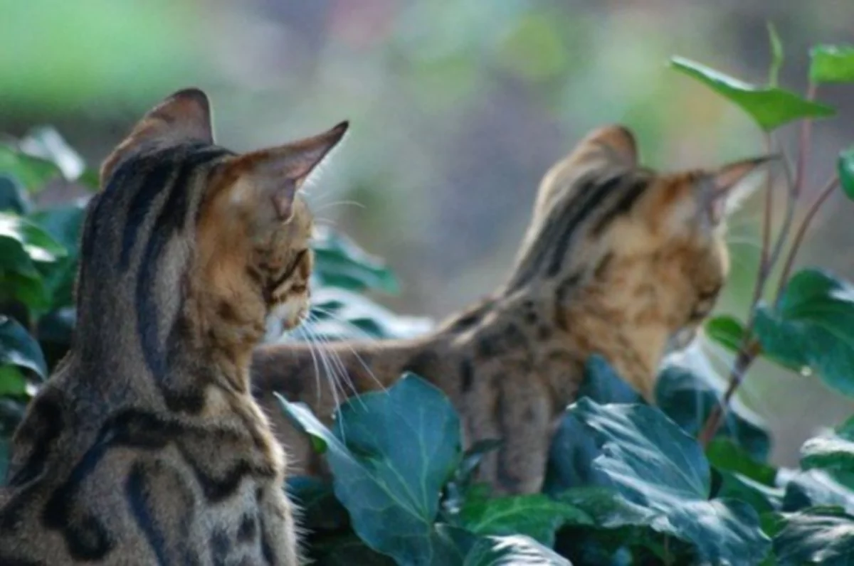 Den vilt energiska bengalkatten