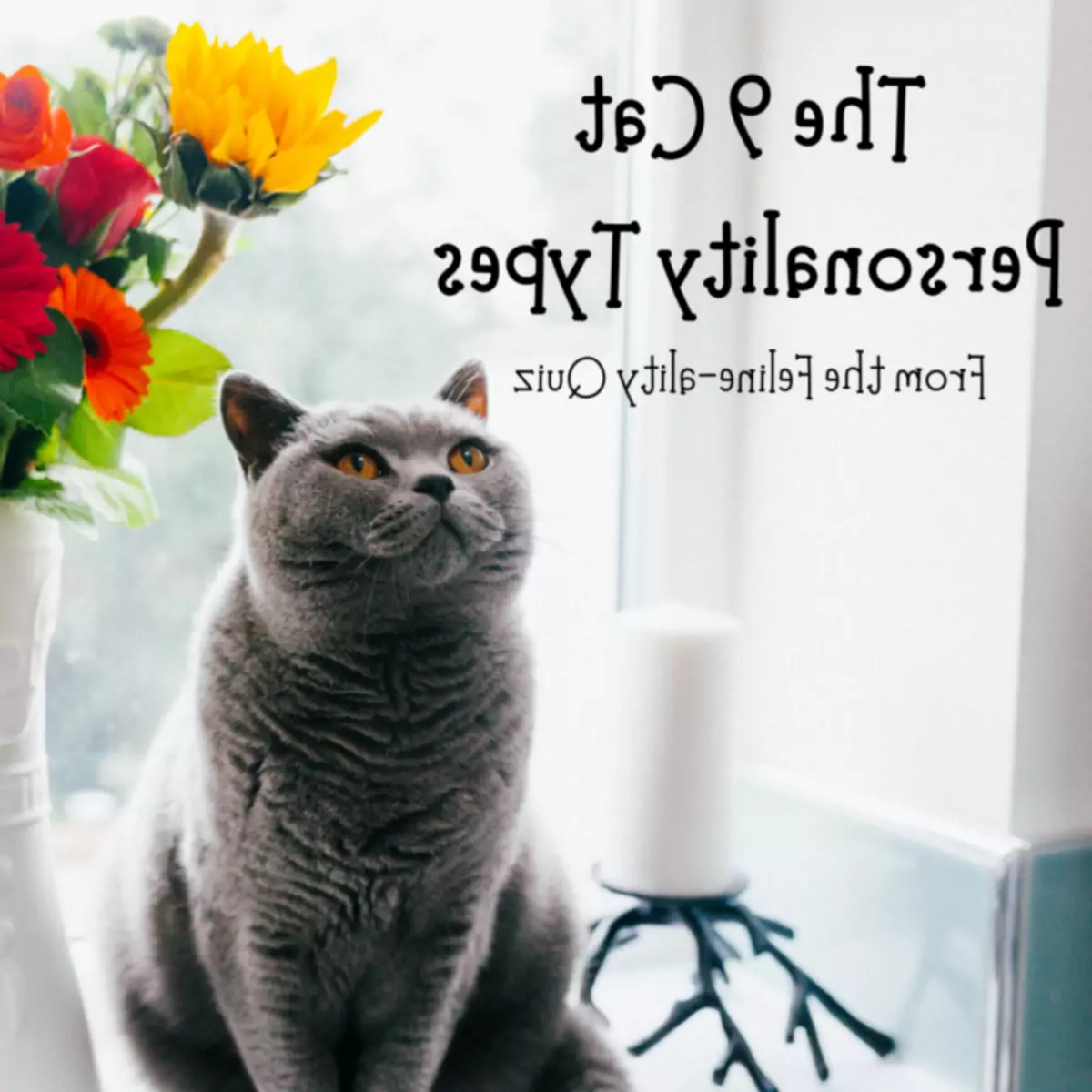 Die 9 Katzenpersönlichkeiten: Feline-ality und Meet Your Match