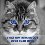 100+ Nombres únicos para gatos de ojos azules