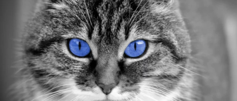 Mais de 100 Nomes Únicos para Gatos de Olhos Azuis