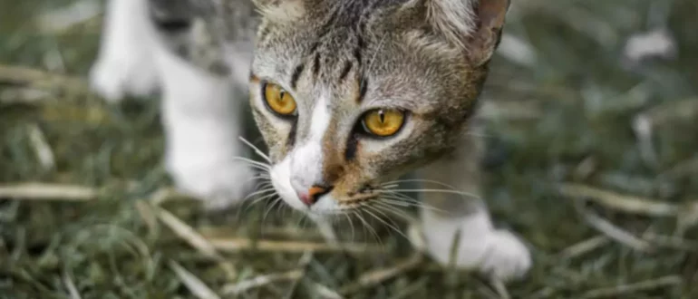 La verdad tras los comportamientos de caza y ocultación de los gatos