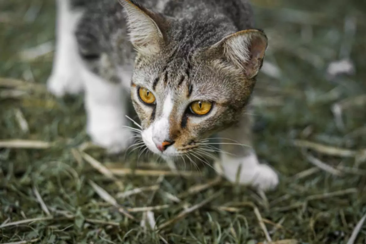 猫的狩猎和躲藏行为背后的真相