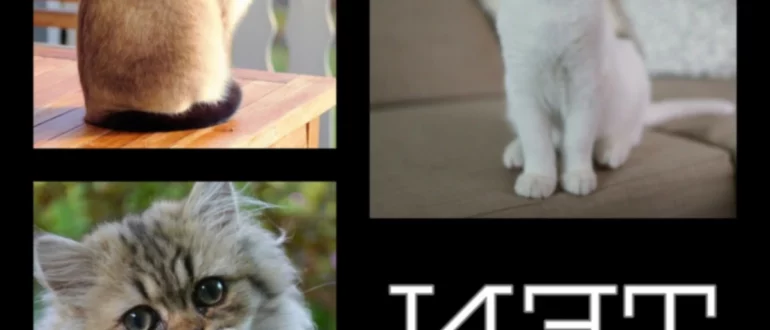 Les 10 races de chats les plus intelligentes