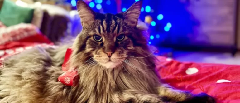 Maine Coon Kedisi Hakkında Her Şey " Nazik Dev "