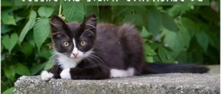 20 razas de gatos blancos y negros