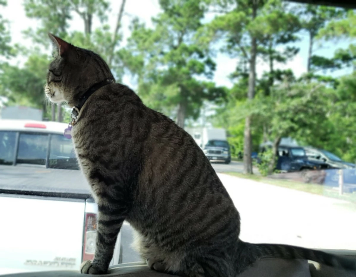 Husbilsresor på heltid med en katt