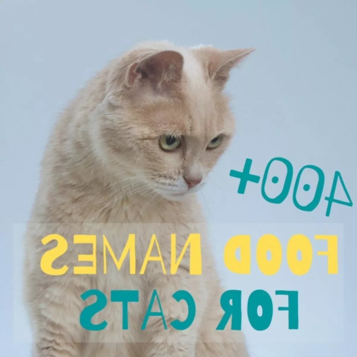 400+ сладки имена на храни за котки