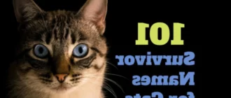 111 Nombres de supervivientes para gatos