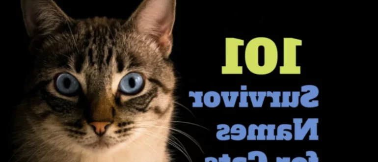 111 Nombres de supervivientes para gatos